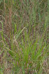 Wiry panicgrass